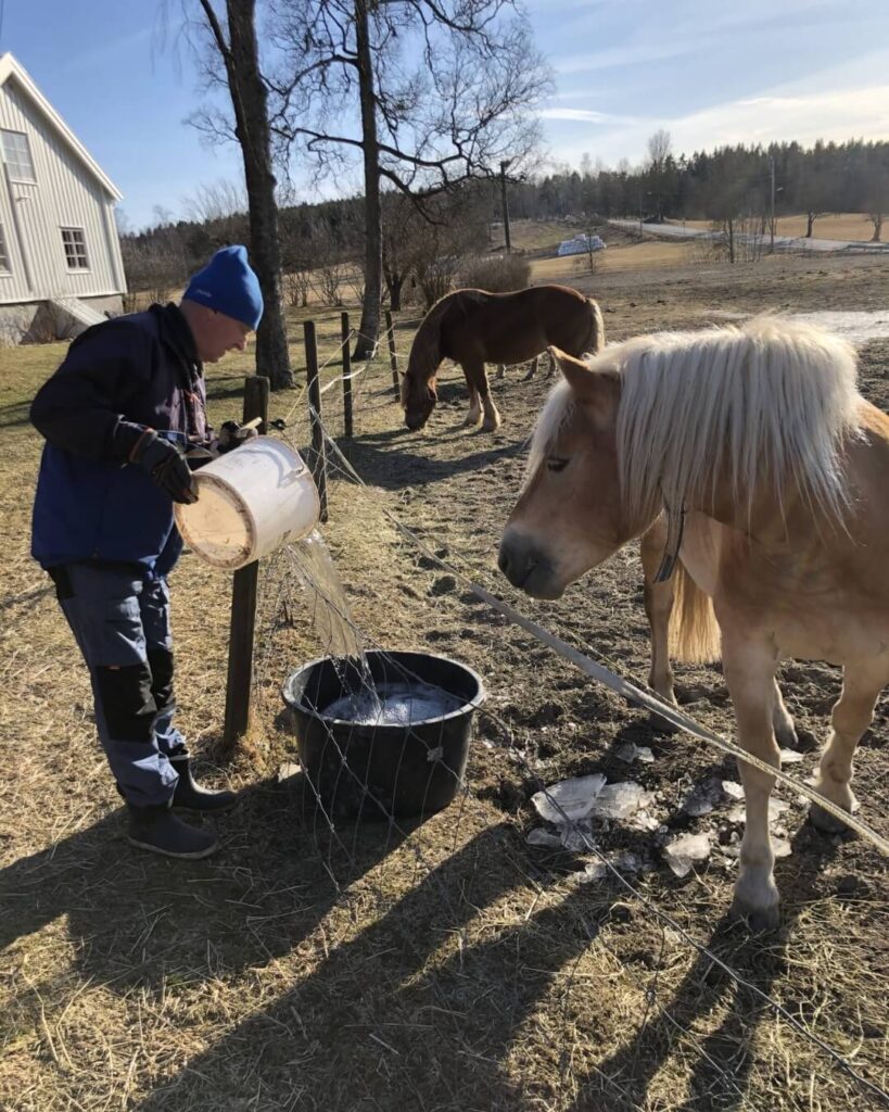 hester-pa-skjerven-gard-dagtilbud-demens-omsorg