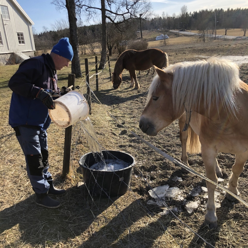Mann gir vann til hester på skjerven gård på dagsenteret for personer med demens