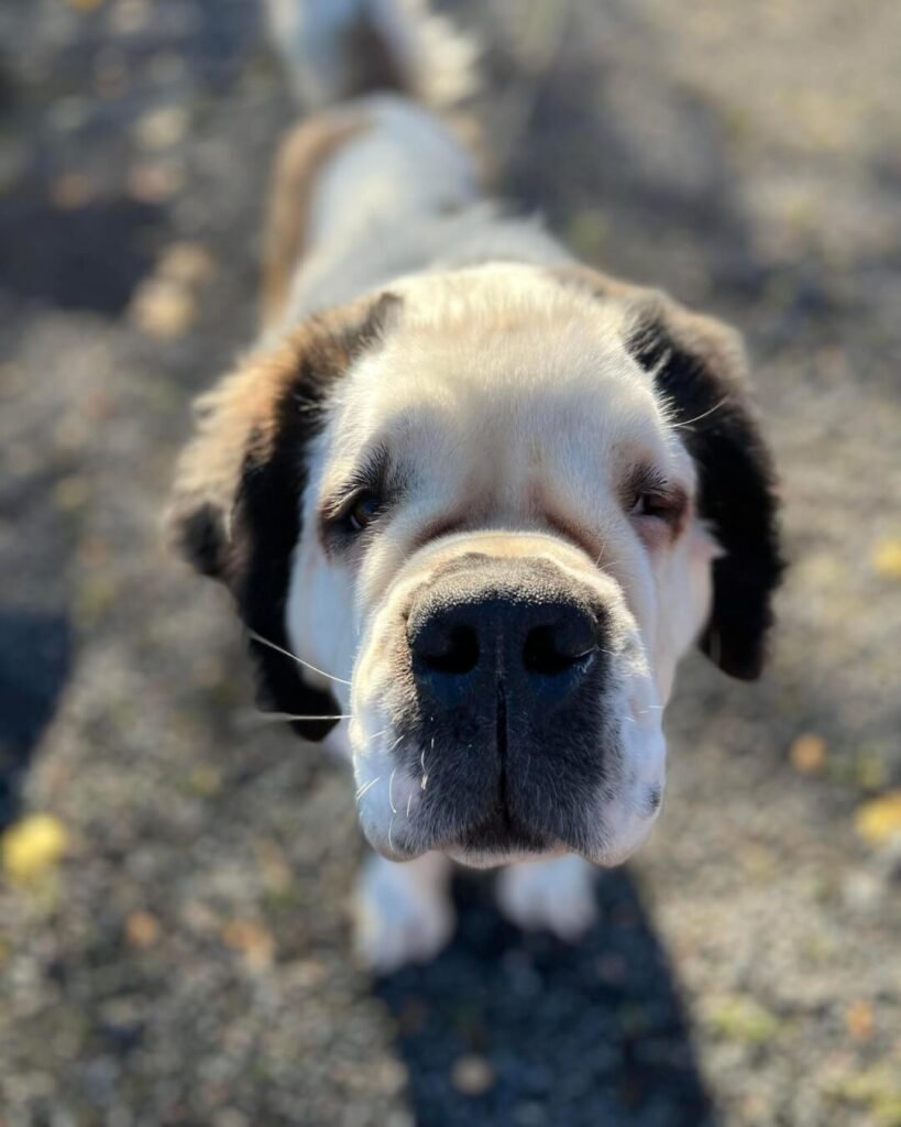 hund-dagtilbud-for-personer-med-demens