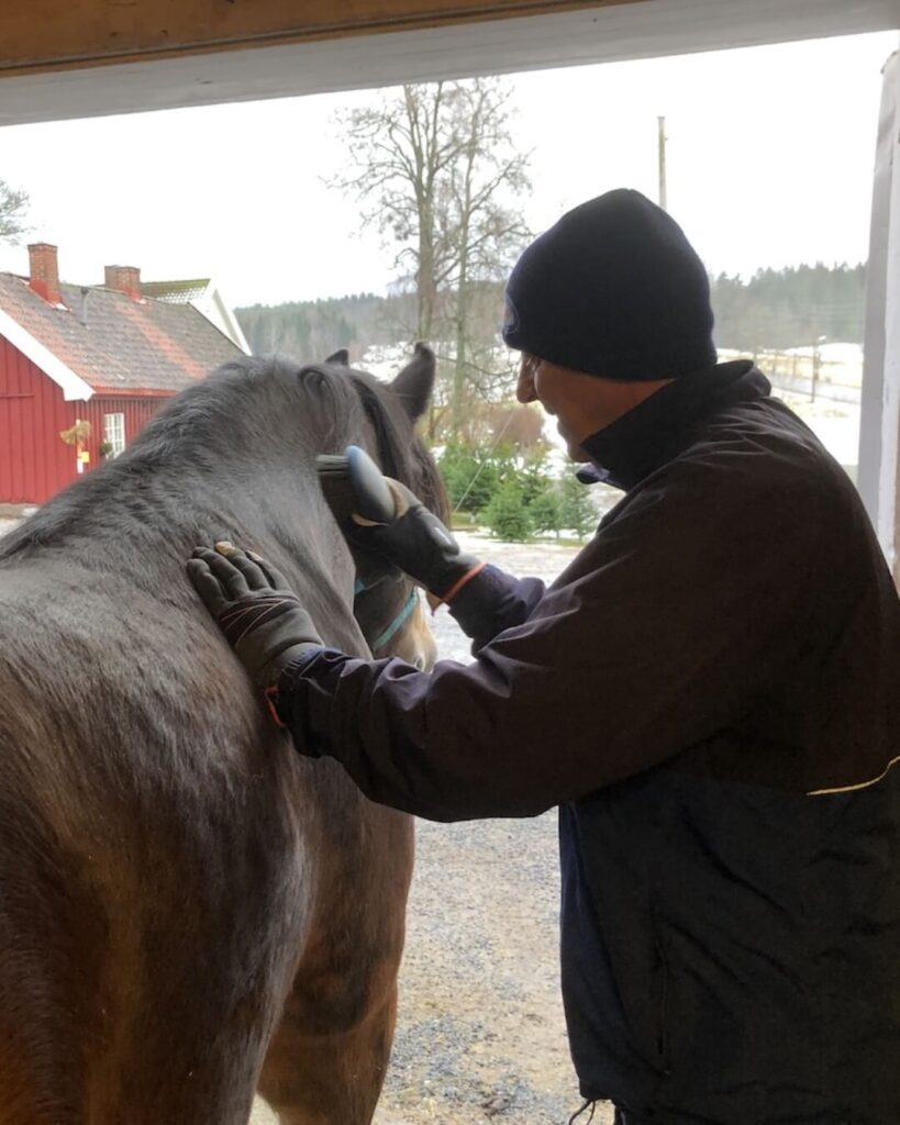 inn-pa-tunet-borste-hest